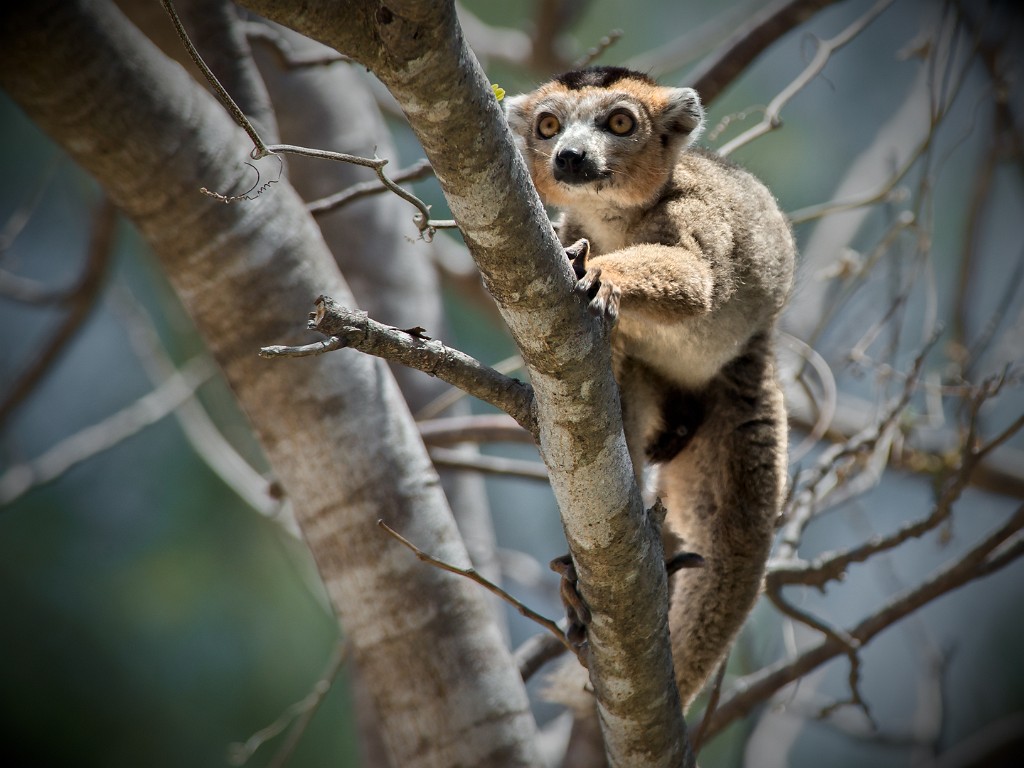 Madagascar 631-1 copia
